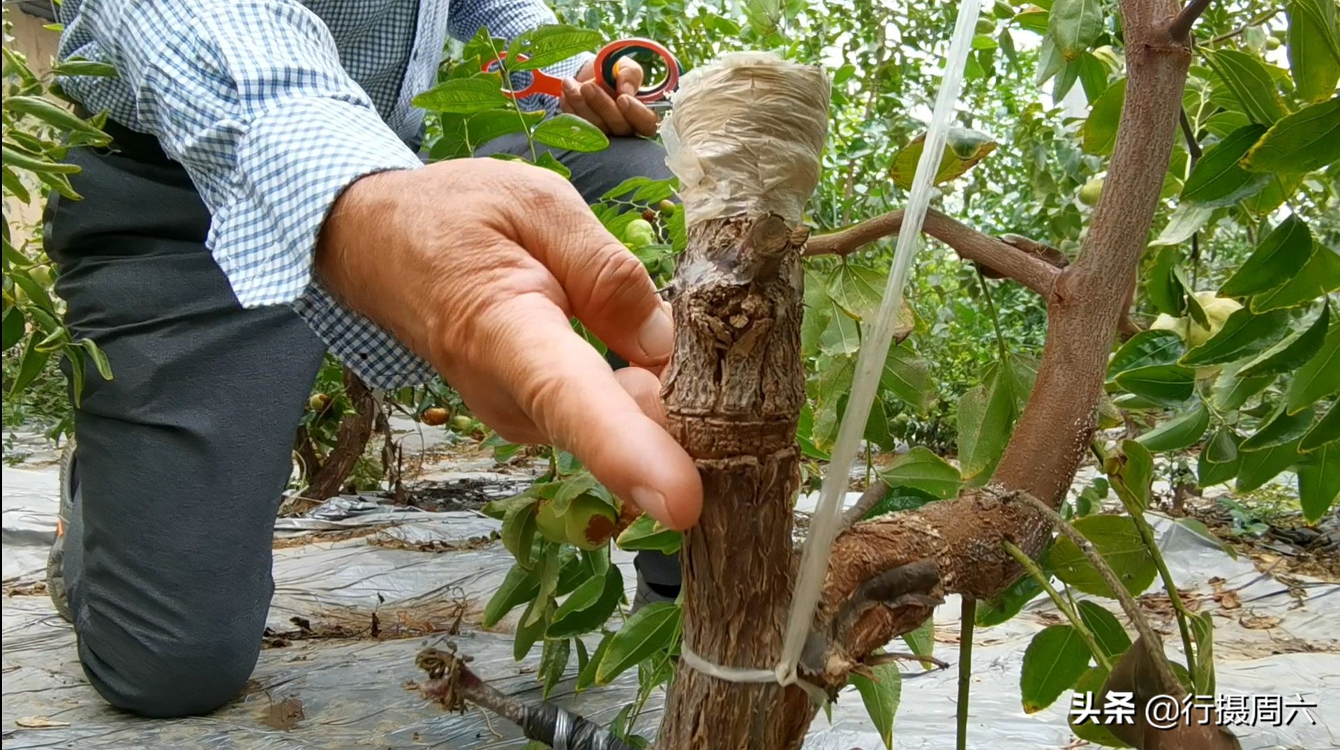 山西农民创奇迹,研究枣树管理技术10年,实现1年能结2次果