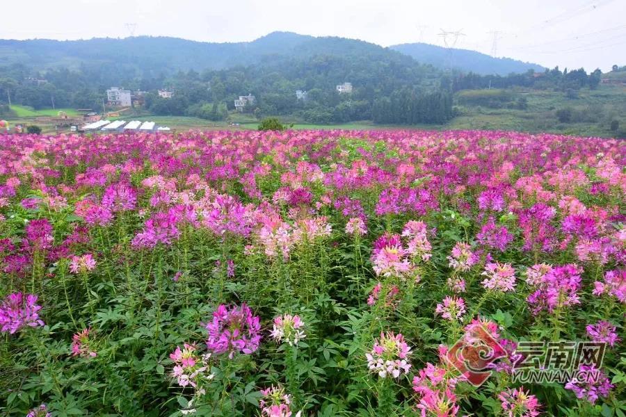 云南嵩明县未来发展规划,昆明滇中新区嵩明县发展新信息