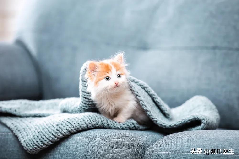 养猫能养啥花草,养了猫还可以养兔子吗