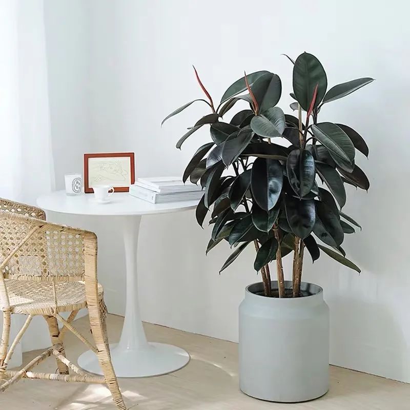 家养五种植物,家养绿叶花卉大全