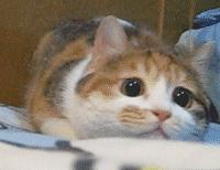 冷空气来袭防寒秘籍请收好,冷空气来袭御寒妙招