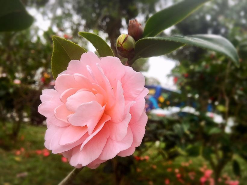 横琴相思瀑布要门票吗,相思瀑布珠海附近景点