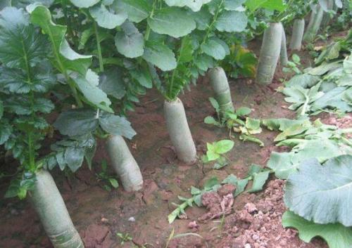 种萝卜株距技巧,种萝卜发芽后怎么管理