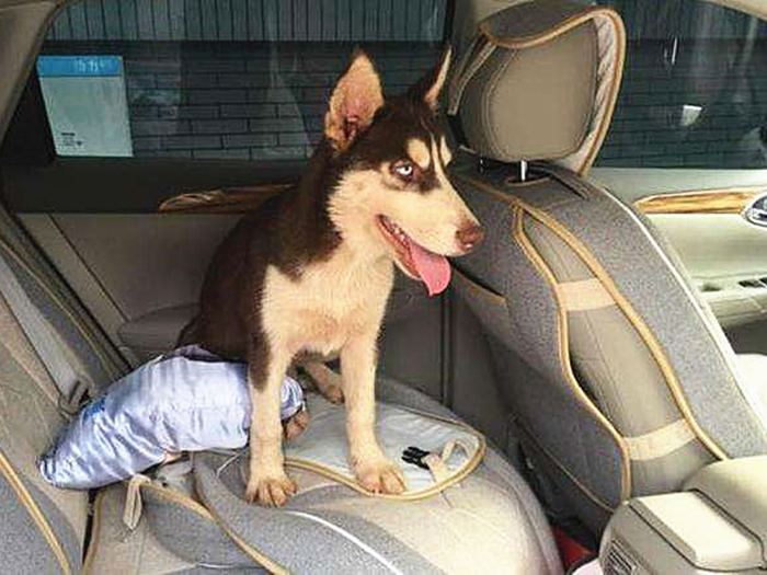 哈士奇到底能不能训练,不听话的哈士奇应该怎么训