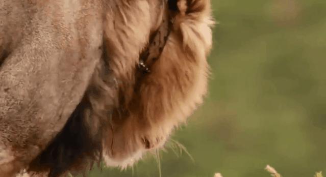 母狮一天发情40次，还追着公狮咬蛋蛋？根本不是这样啊....