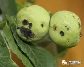 核桃黑果是什么病喷什么药,治疗核桃黑斑病的一般杀菌剂