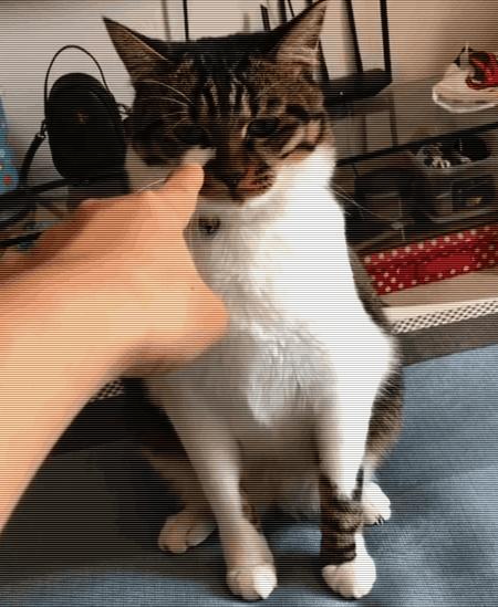 教你几招纠正猫咪坏习惯,猫咪犯错了该怎么打