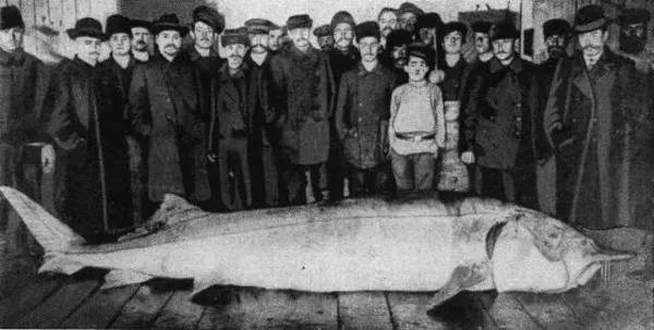 什么鱼从恐龙时期活到现在,与恐龙同时代灭绝却被发现的鱼