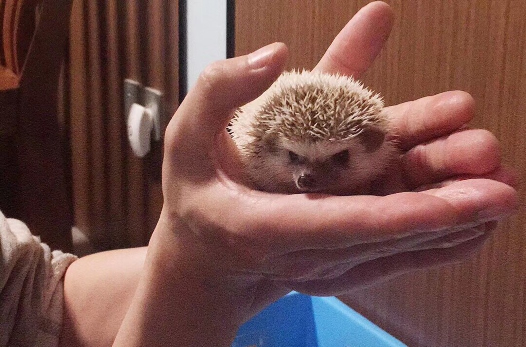 快给非洲迷你刺猬咬吧！咬了涂刺就算征服它了？小心被白咬了