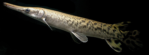 极具攻击性的观赏鱼有哪些,常见的攻击性强的观赏鱼