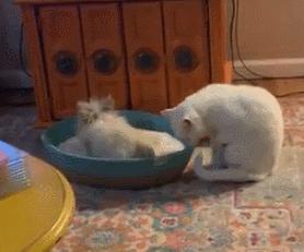 猫咪把兔子的窝霸占了,兔子窝被猫霸占