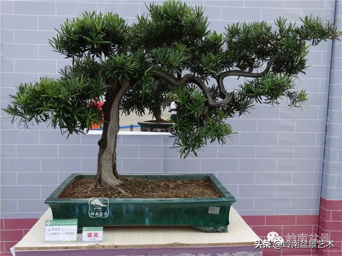 罗汉松盆景开运招财，非其莫属！清风雅韵，当之无愧！