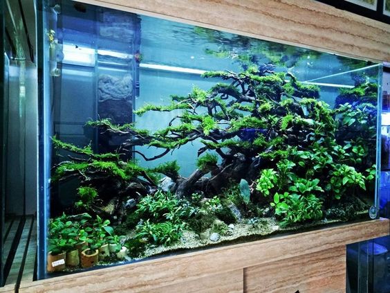 鱼缸里面的硝化细菌怎样放,小鱼缸用放硝化细菌吗