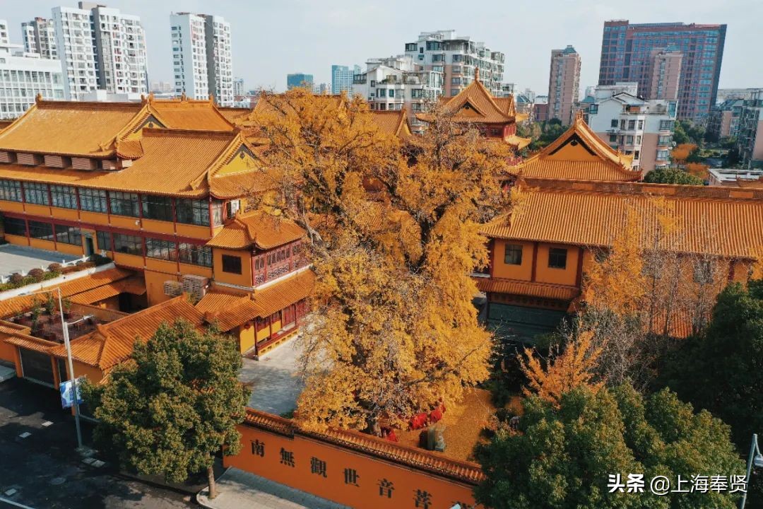 “秀木参天满目娆，落黄漫舞万千娇”二严寺600多年的雌雄古银杏，看了就移不开眼