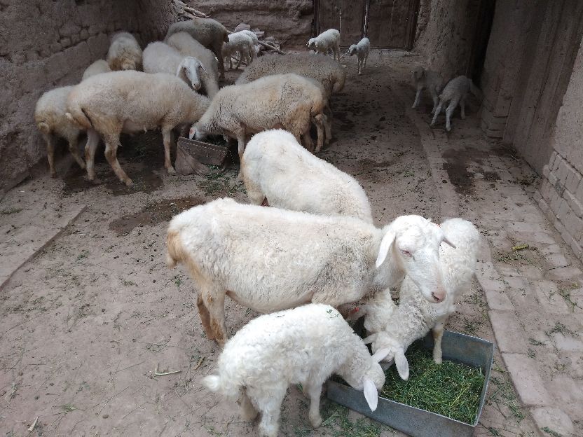 养羊既然赚钱为啥养殖户亏钱,养殖业破产成功案例