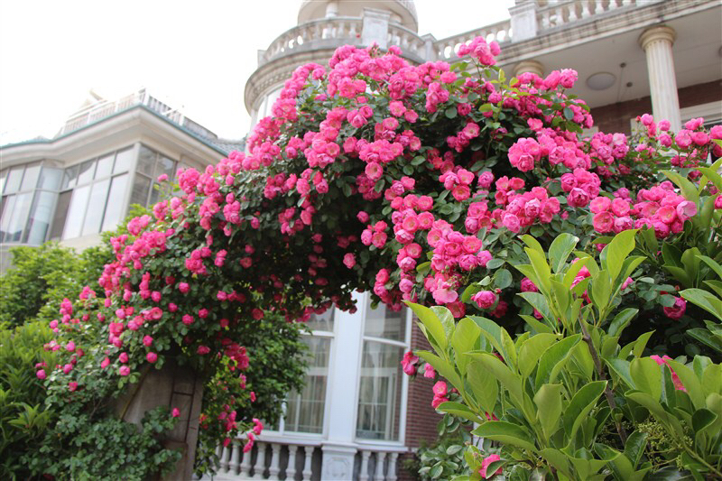 怎样才能让藤本月季快速成为花墙,藤本月季和蔷薇哪个做花墙比较好