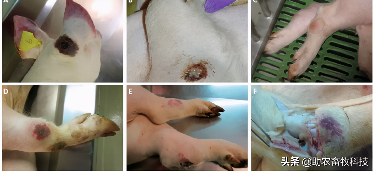 非洲猪瘟的临床症状及快速净化技术