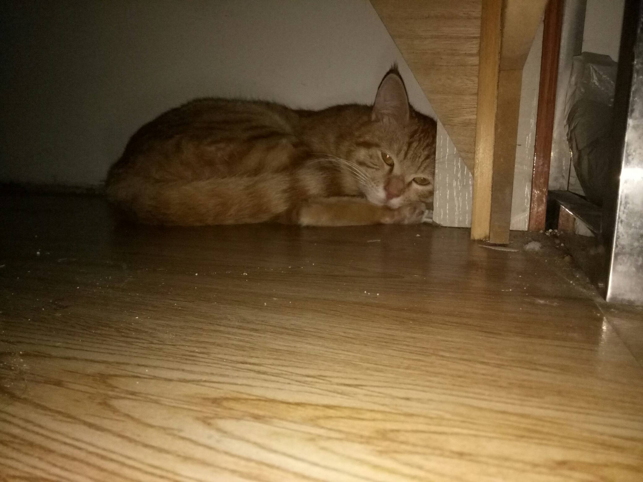 猫咪躲在床底下不出来怎么办,猫咪喜欢躲在床底下怎么办