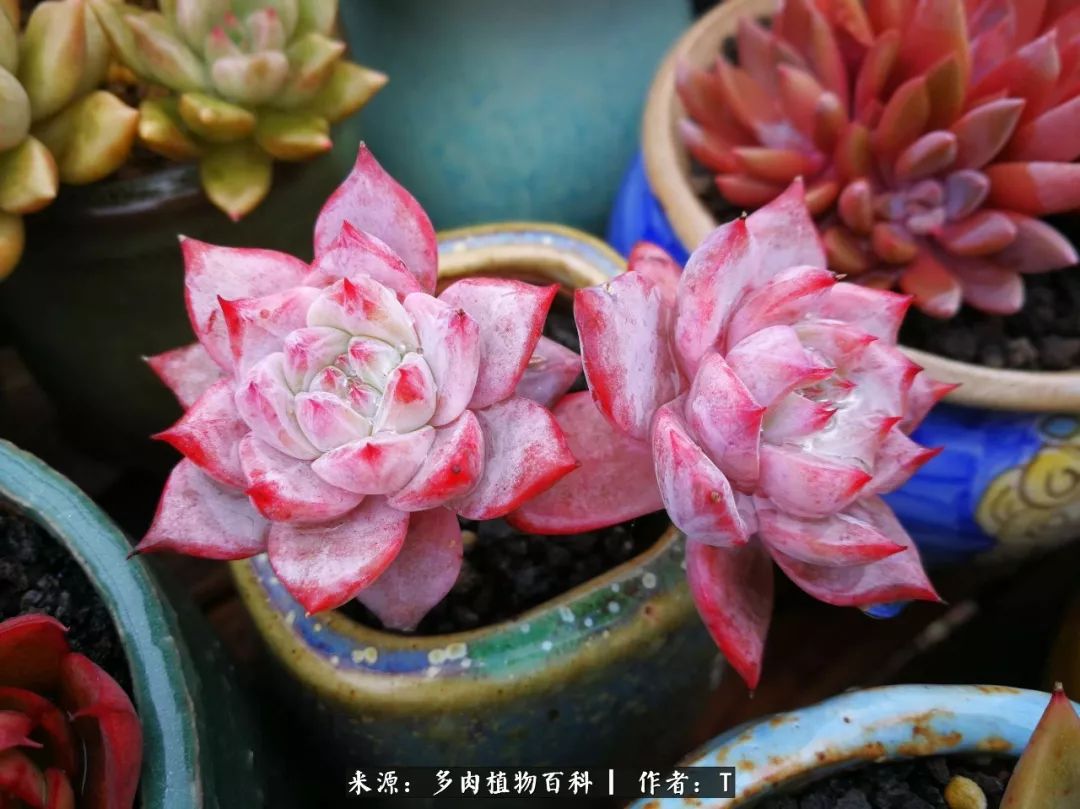 多肉还可以这样玩(上):八年养肉路剪影!