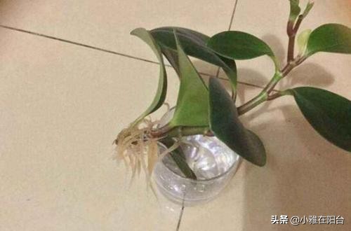 养碧玉叶子上可以喷水吗,养碧玉能养成独棵老桩吗