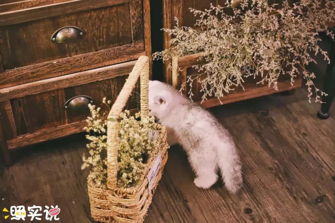 港真,港真产品怎么样