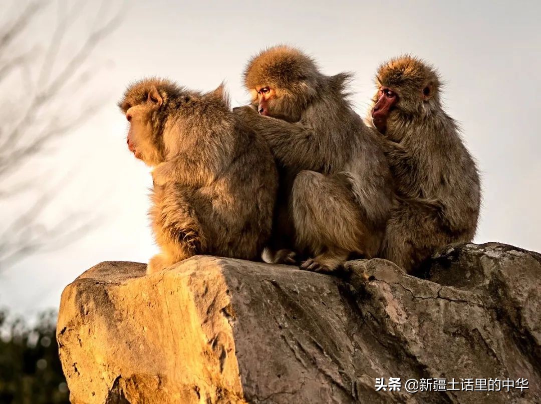 虱子虮子跳蚤的区别,虱子和虮子怎么消失的