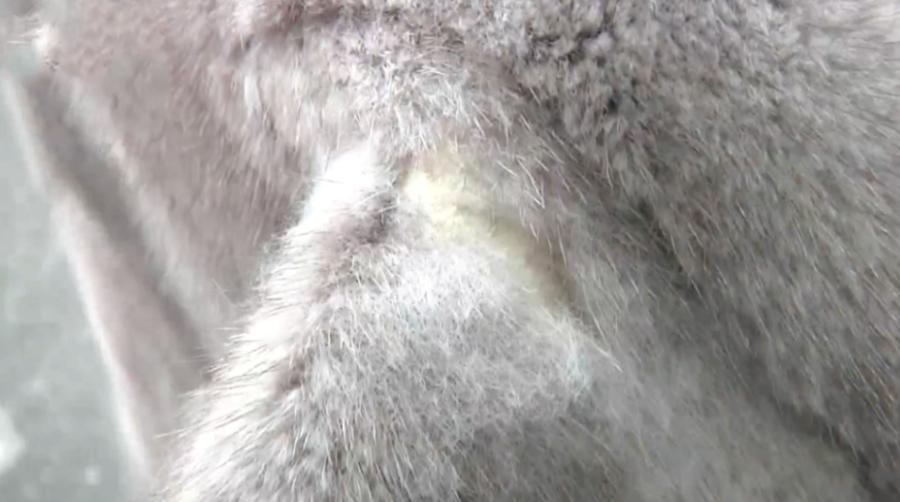 900元貂皮大衣和一万块钱,9万多的羊绒大衣