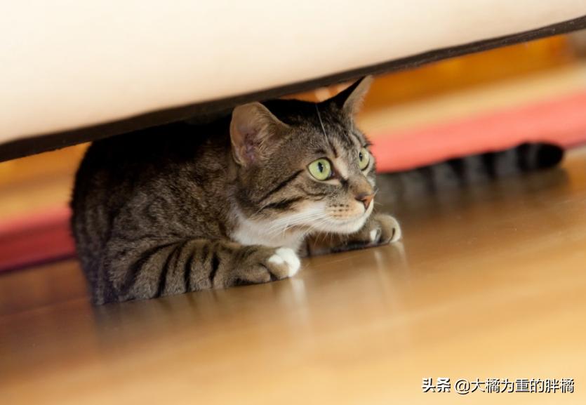 如果猫咪在家里乱蹦乱跳会怎么办,如果你家猫咪调皮怎么办