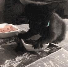 猫咪为什么老是叫讨食,猫咪为什么总是嗯嗯的叫