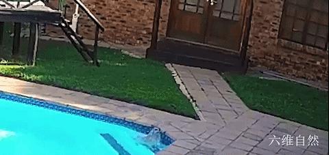 一只博美掉入泳池,一只狗掉进泳池