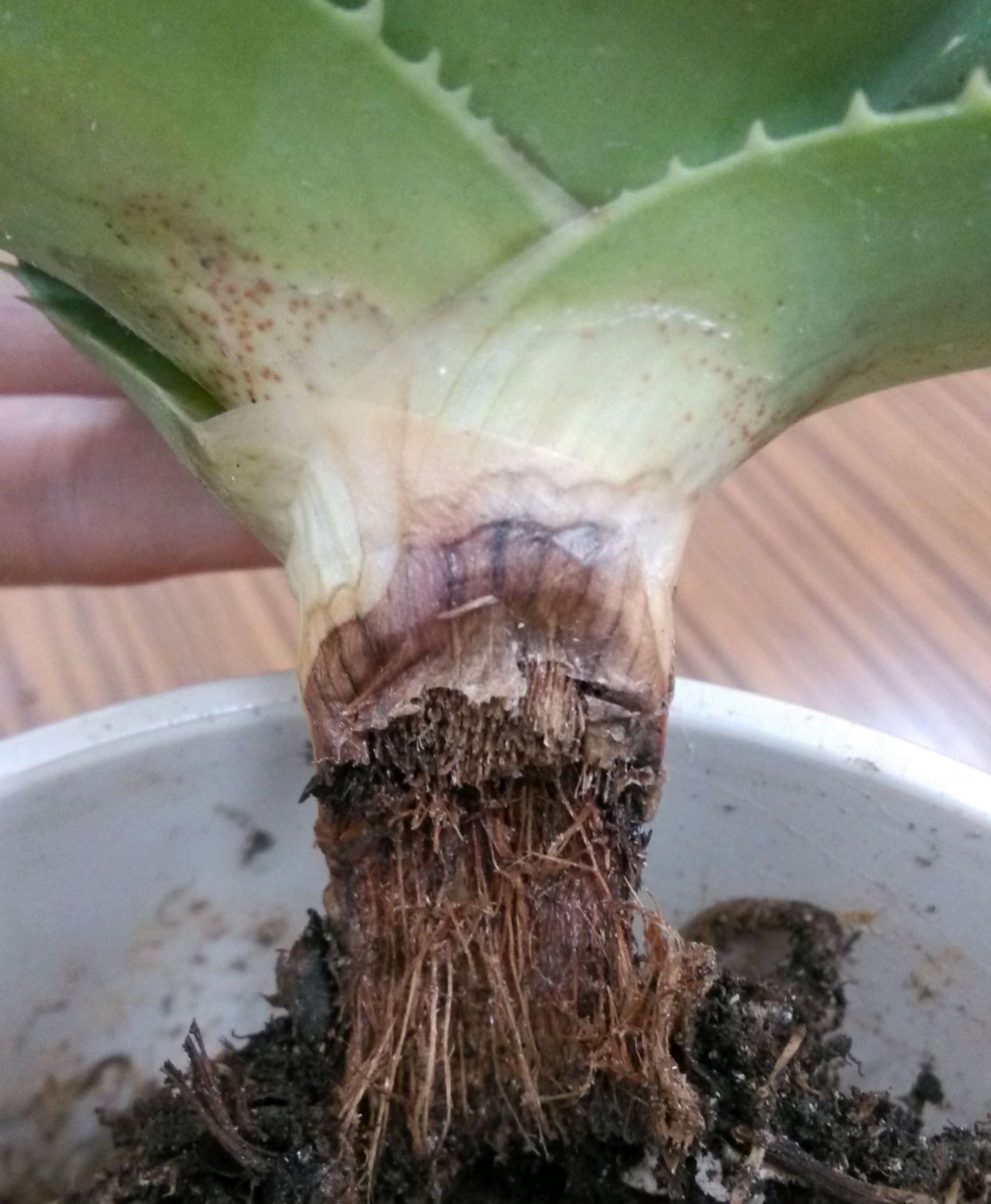 一年四季不死的十种花水养,浇水过多死的植物