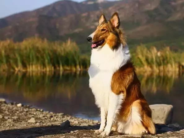 身价最高的狗,身价20亿的狗