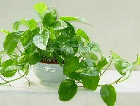 夏天绿萝叶子突然发黄怎么办,绿萝夏天两个月不在家怎么浇水