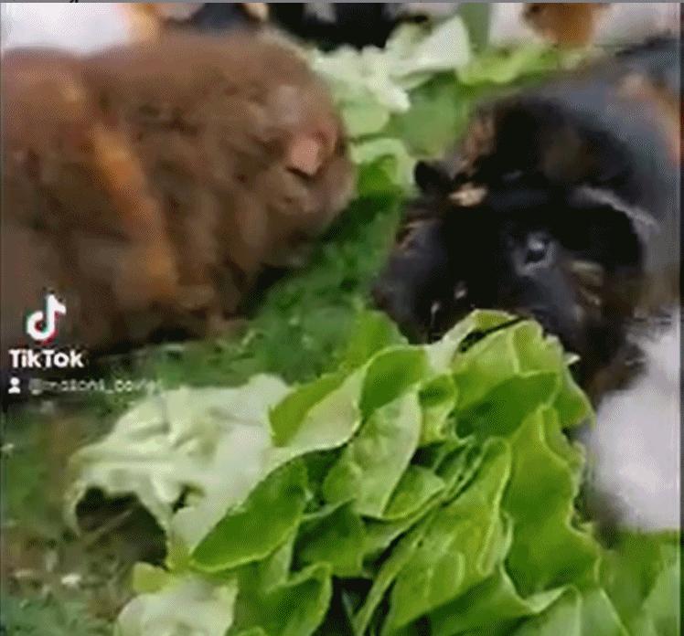 一群母豚鼠混入一只公豚鼠后：生几十只鼠崽，铲屎官年入几十万