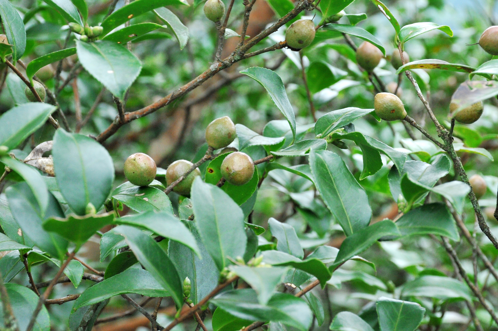 自炒茶叶纯天然,云南茶传统柴火手工炒茶