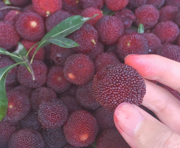 洗杨梅里头放什么东西洗好,为什么盐水可以泡出杨梅的小虫子