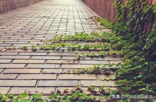 藤校并不意味着最好的大学,藤校以外十大名校