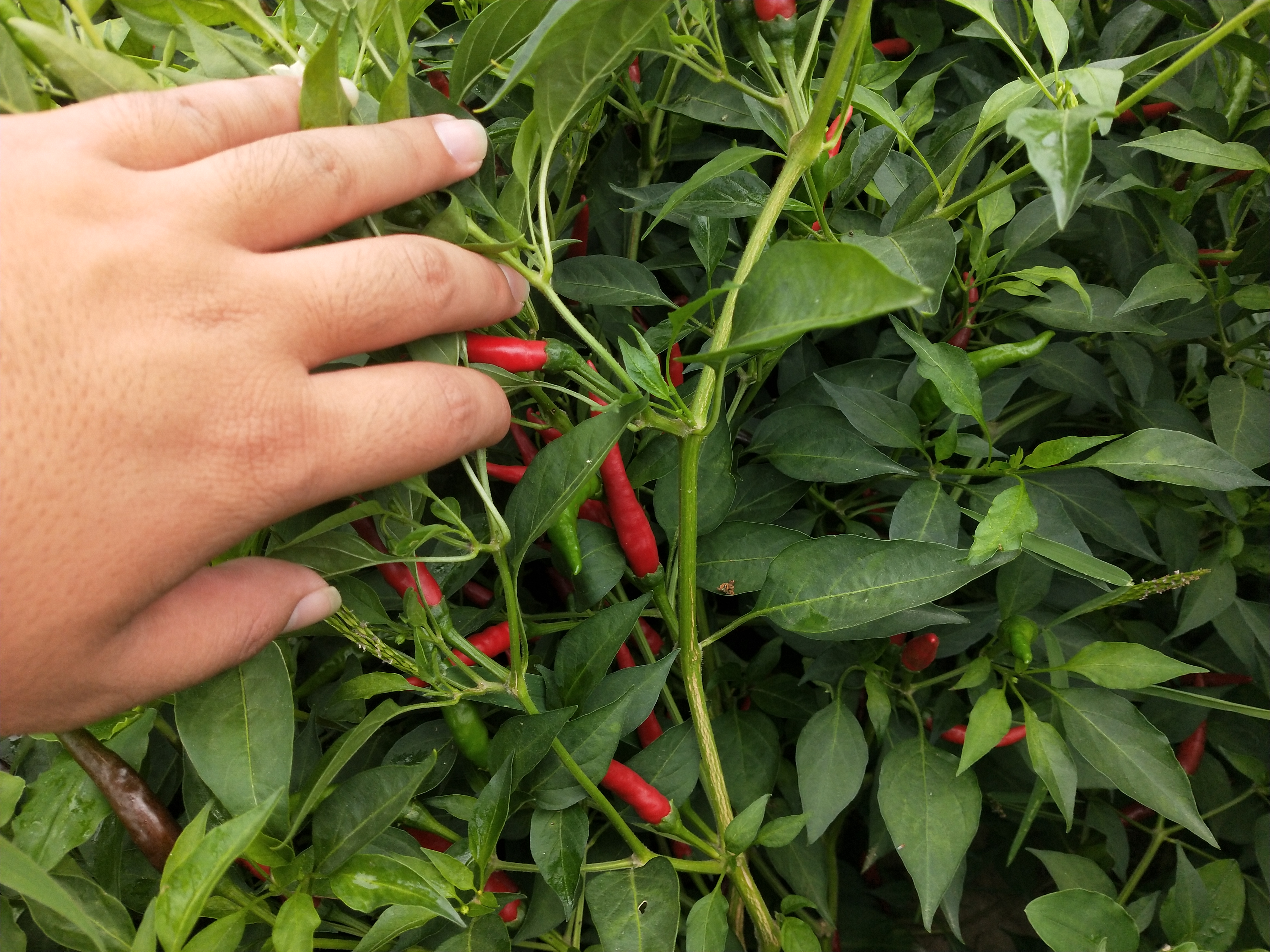 辣椒病毒病是由哪一种病原引起的,辣椒病毒病最有效的防治方法