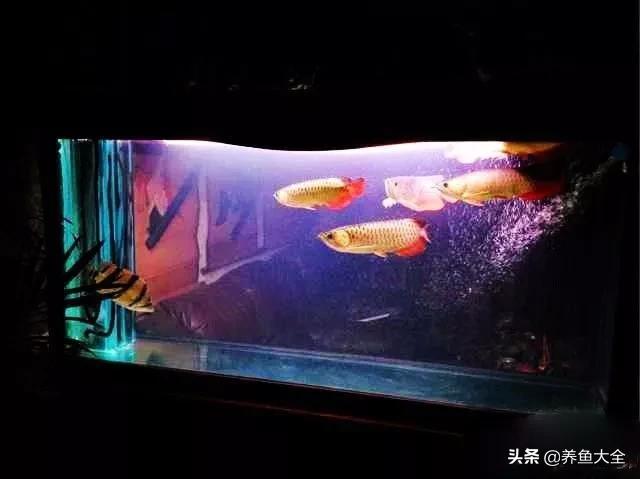 涓轰簡鍏婚奔鎶婂娣逛簡,涓轰簡鍏婚奔绂诲