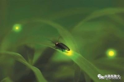 萤火虫是黑夜里的天使,萤火虫是绿色的光芒