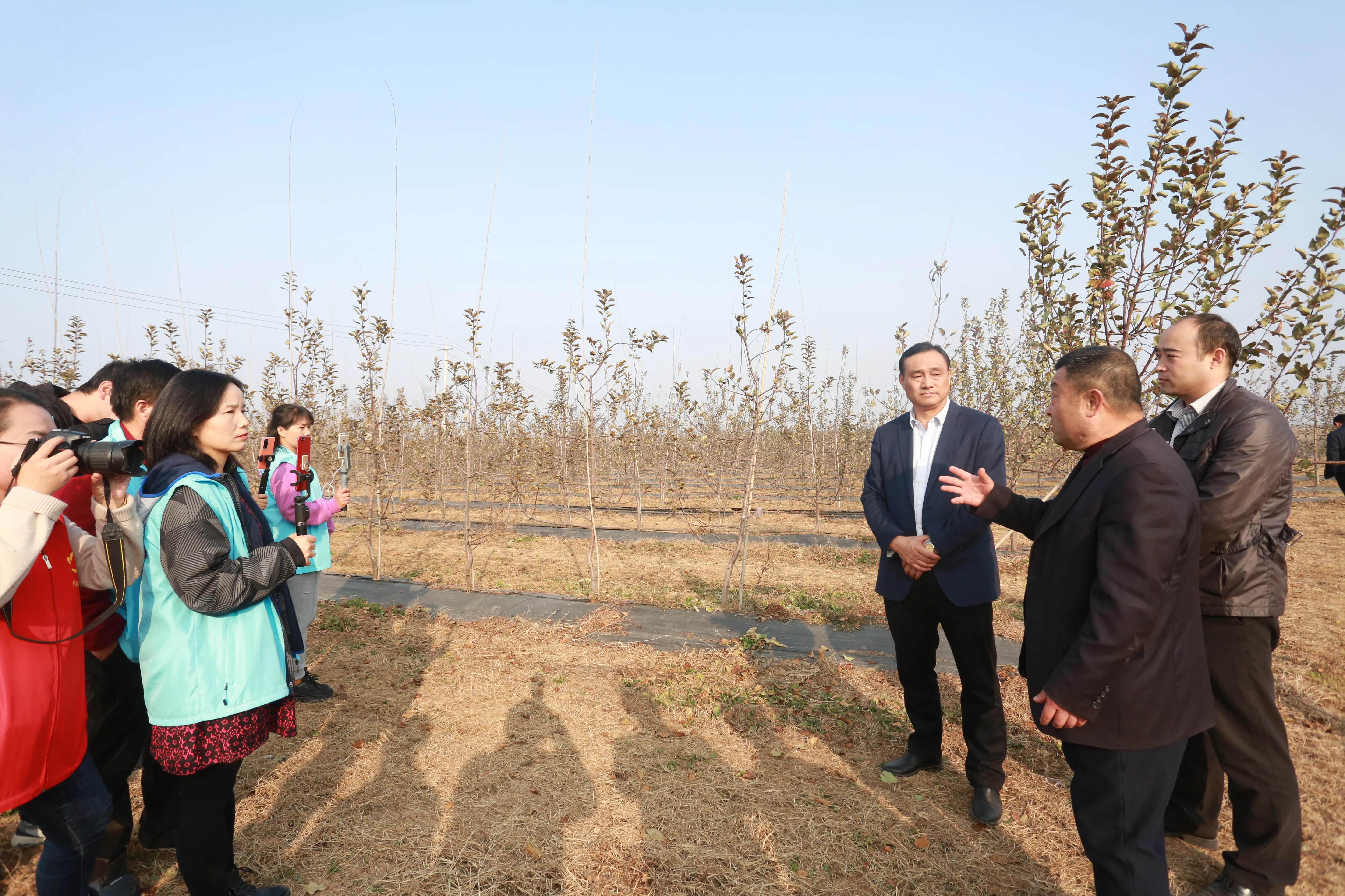 陕西铜川果品,铜川印台镇果业