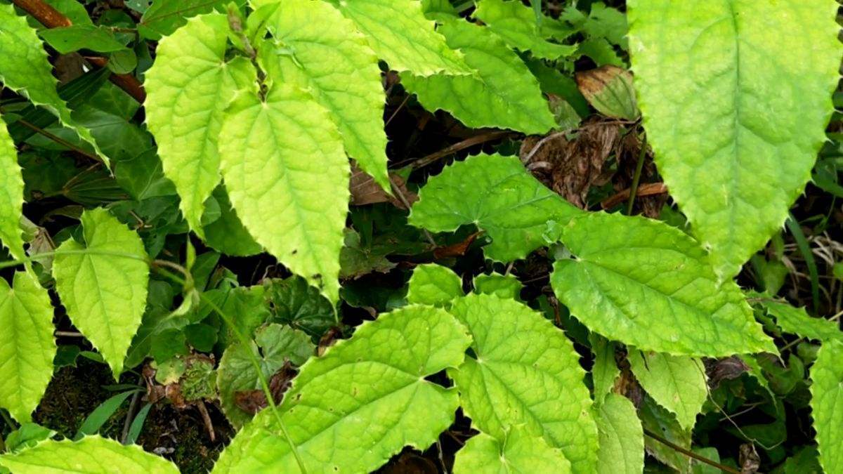 山上淫羊藿植物鉴别,山上的淫羊藿