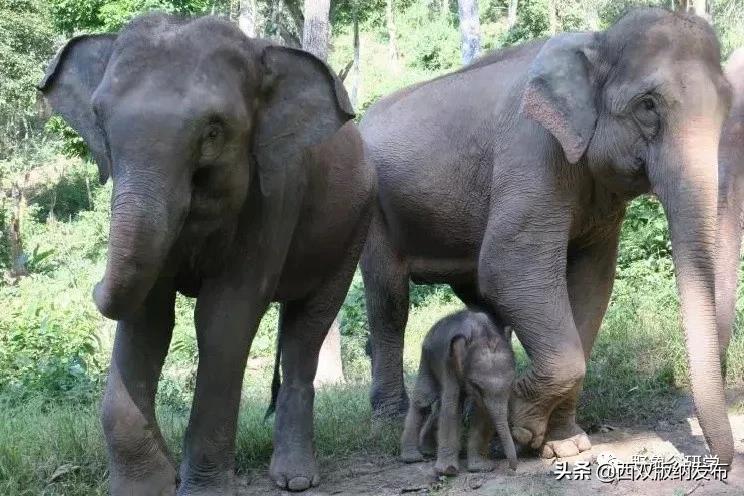 小象们你好英语,小象们