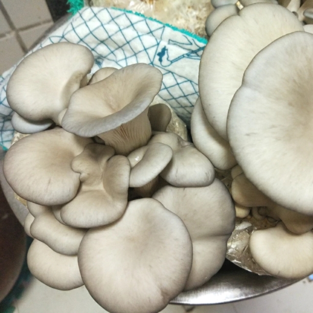 家里怎么种蘑菇香菇,自己在家怎样种蘑菇