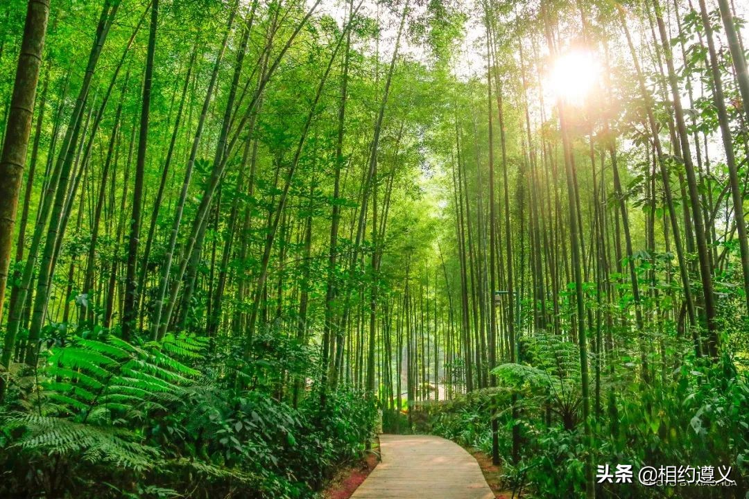 遵义一座来了就不想走的城市,醉美之城遵义太美了