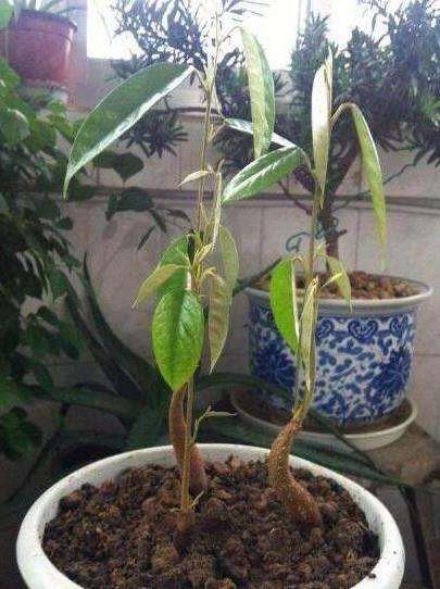 榴莲可以生长结果吗,榴莲核冒芽了就可以种了吗