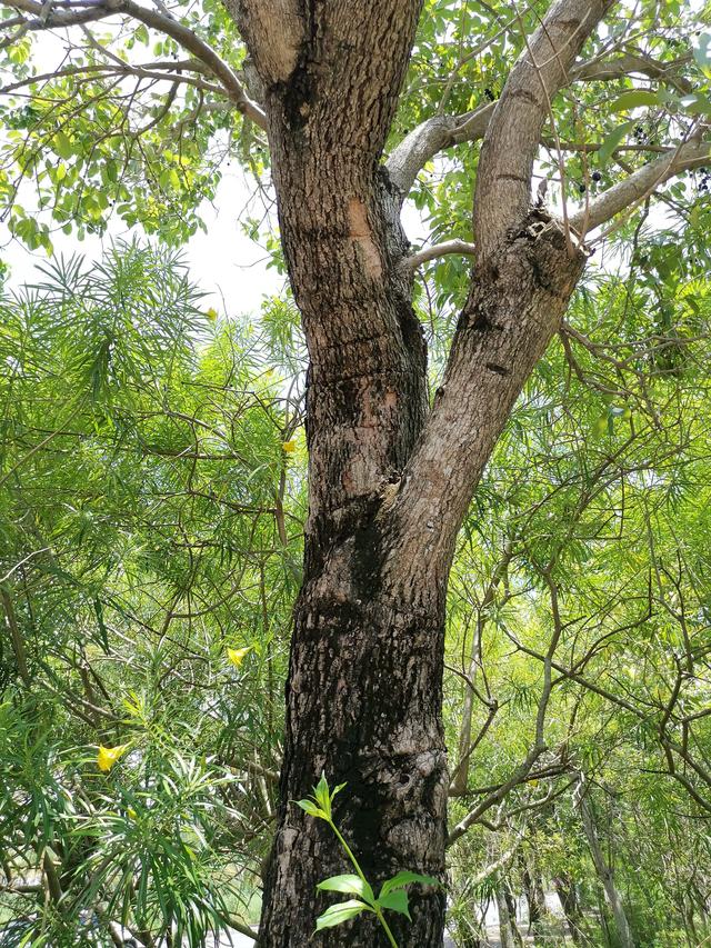湛江黎话：共箩、火炭、黑墨、水泱……你那里叫这种果啥名字？
