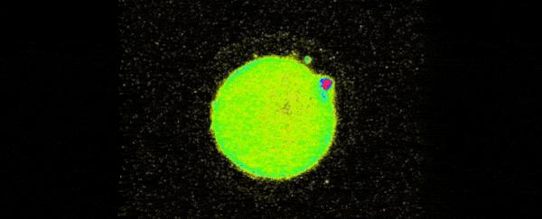 显微镜下的人类卵子和精子,人类首次拍到卵细胞