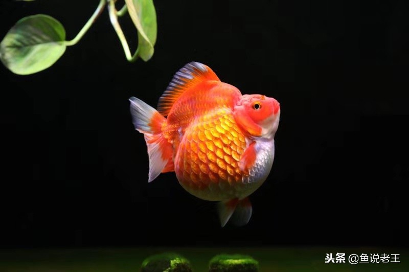 鱼儿失鳔症怎么治,怎么预防鱼失鳔