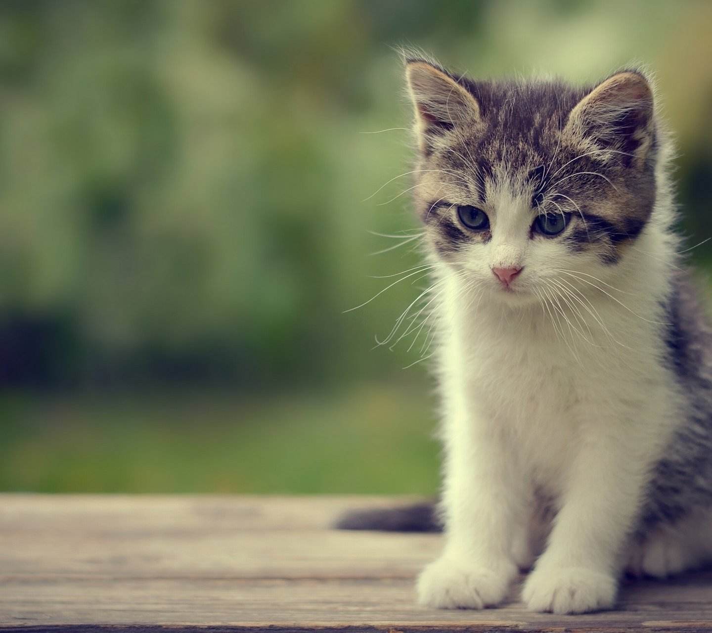 猫咪不爱喝水怎么办能喝羊奶吗,猫咪不爱喝水喝羊奶粉有用吗